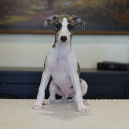 Nash - White and fawn brindle male Whippet puppy in Atlanta, Georgia from Sinaj