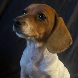 Girl 2 - Piebald female Dachshund puppy in Plato, Missouri from David & Stacey's Dachshunds