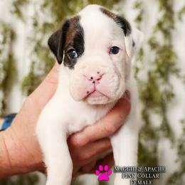 Boxer Puppies from Hawk Creek Boxers