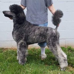 Poodle Puppies from Sapphire Poodles