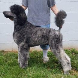 Poodle Puppies from Sapphire Poodles