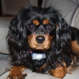 Abby - Cavalier King Charles Spaniel