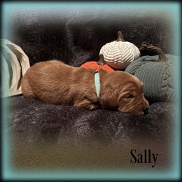 Sally - Dark golden female Golden Retriever puppy in Anson, Texas from Diamond Bar N Ranch