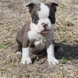 Smudge (New Photos and video) - Brindle and white male Boston Terrier puppy in Brooksville, Florida from I Love Pups