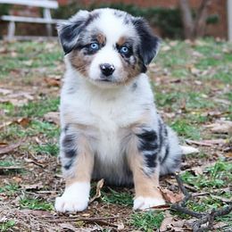 Australian Shepherd Puppies from Peacock’s Pride Australian Shepherds