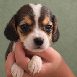Glinda - Black tan and white female Beagle puppy in Lake City, Florida from Sunkissed Beagles