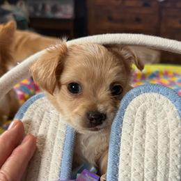 Stark - Fawn male Chihuahua puppy in Seneca, Missouri from Stephanie’s Puppy Colony