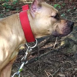 American Pit Bull Terrier All Grown Up from Steel Ridge APBTs