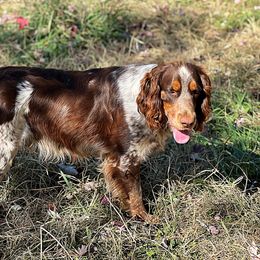 Creed - English Springer Spaniel