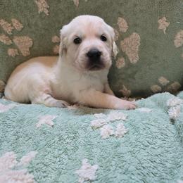 Boy 1 - Light golden male Golden Retriever puppy in Savannah, Georgia from Golden Point Retrievers