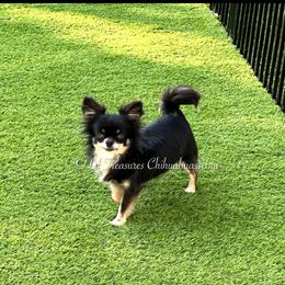 Josephine - Black and tan female Chihuahua puppy in Anderson, South Carolina from Lil Treasures Chihuahuas