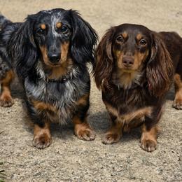 Dachshund puppies from Yadkindale Kennel