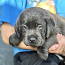 Independence (yellow collar) - Charcoal female Dilute Retriever puppy in Bandera, Texas from The Sugar & Spice Ranch Labrador Retrievers