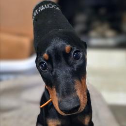 CJ Parker - Black and rust female Doberman Pinscher puppy in Houston, Texas from Tycho's Dobermans
