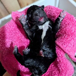 TBD - Black and tan female Lapponian Herder puppy in Prattsburgh, New York from Maalattu Koirankoppi Lapponian Herders