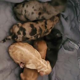 Whoodle puppies from Texas Puppy Dreams LLC dba Whoodles and Co.
