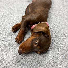 Carmella - Dachshund
