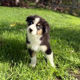Wednesday - Black tri-color male Australian Shepherd puppy in Richland, Washington from Bear Creek Aussies