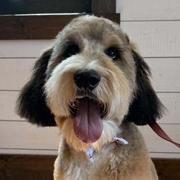 Bernedoodles and Bernese Mountain Dogs from Baldwin Dood Ranch