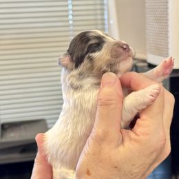 CHW with merle face black on head - White blue merle and tan female Shetland Sheepdog puppy in Abilene, Texas from Double Dare Shelties