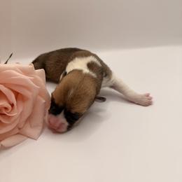 O'Keefe - Red female Pembroke Welsh Corgi puppy in Snellville, Georgia from Laur's Classic Corgis