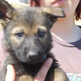 German Shepherd Puppies from Vom Dul Haus German Shepherds