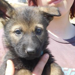 German Shepherd Puppies from Vom Dul Haus German Shepherds