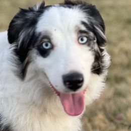 Hickory - Blue merle Miniature Australian Shepherd puppy in Elgin, Illinois from Beaman Aussie Pride