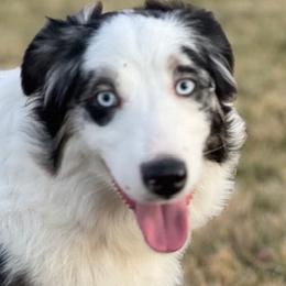 Hickory - Blue merle Miniature Australian Shepherd puppy in Elgin, Illinois from Beaman Aussie Pride