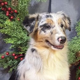 Bluey - Blue merle female Miniature American Shepherd puppy in Clinton, Missouri from Mockingbirds American Minis