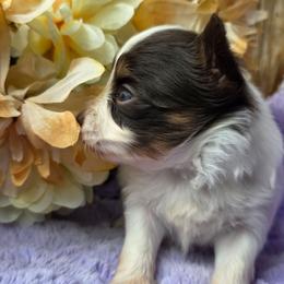 Tempest - White and liver female Papillon puppy in Pnw, Washington from Silhouette Papillons