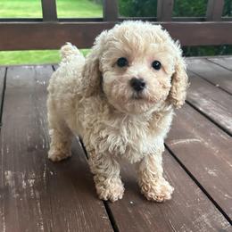 Nova - Cream female Poodle puppy in Warren, Michigan from Annette Patterson