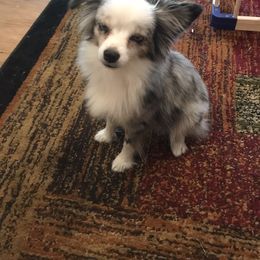 Toy Australian Shepherd All Grown Up from The Ranch of the Sun Toy Aussies