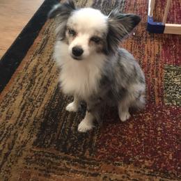 Toy Australian Shepherd All Grown Up from The Ranch of the Sun Toy Aussies