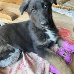 German Shepherd Puppies from Witmer Shepherds