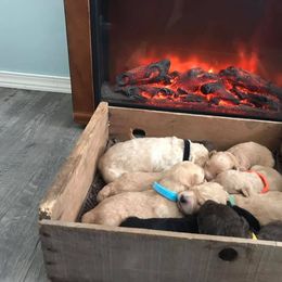 Double Doodle Puppies from Lionheart Doodles