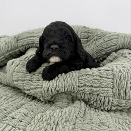 Leon - Black and white male Cockapoo puppy in Beresford, South Dakota from DAKOTA DOOD RANCH