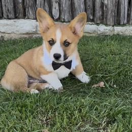 Sable Male - Sable male Pembroke Welsh Corgi puppy in Weatherford, Texas from Flyin H Corgi’s