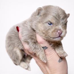 Frost - Lavender male Pomeranian puppy in Coleman, Oklahoma from Pretty Poms