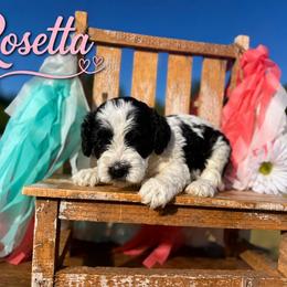 Rosetta - Buff female Cockapoo puppy in Clinton, Oklahoma from Enchanted Spaniels