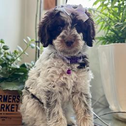 Purple - Parti female Goldendoodle puppy in Hesperia, Michigan from Red Acres Poodles & Doodles