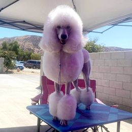 Maggie  - Poodle