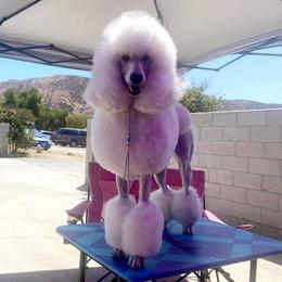 Maggie  - Poodle