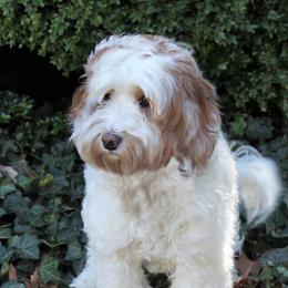 Fisher - Australian Labradoodle