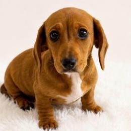Coco - Red female Dachshund puppy in Desloge, Missouri from Snows Doxies
