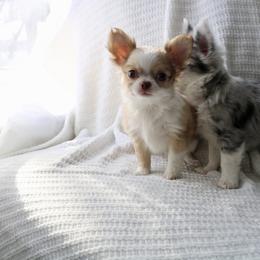 CKC Peanut - Red and white male Chihuahua puppy in Brooklyn, New York from Cuties 4 You