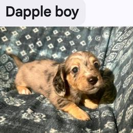 Male 1 - Dapple male Dachshund puppy in Snow Camp, North Carolina from V's Southern Angels