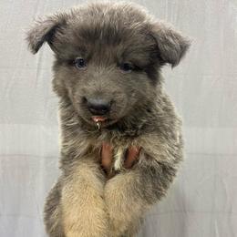Boy 2 - Blue male German Shepherd puppy in Pelham, North Carolina from P & P Shepherds