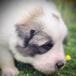 Mateo Green collar male - White and badger male Great Pyrenees puppy in Fair Grove, Missouri from Allen Wags & Woolies