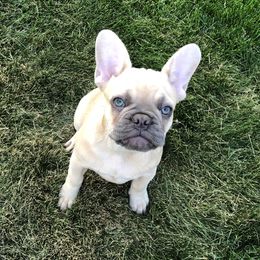 Jaz - French Bulldog